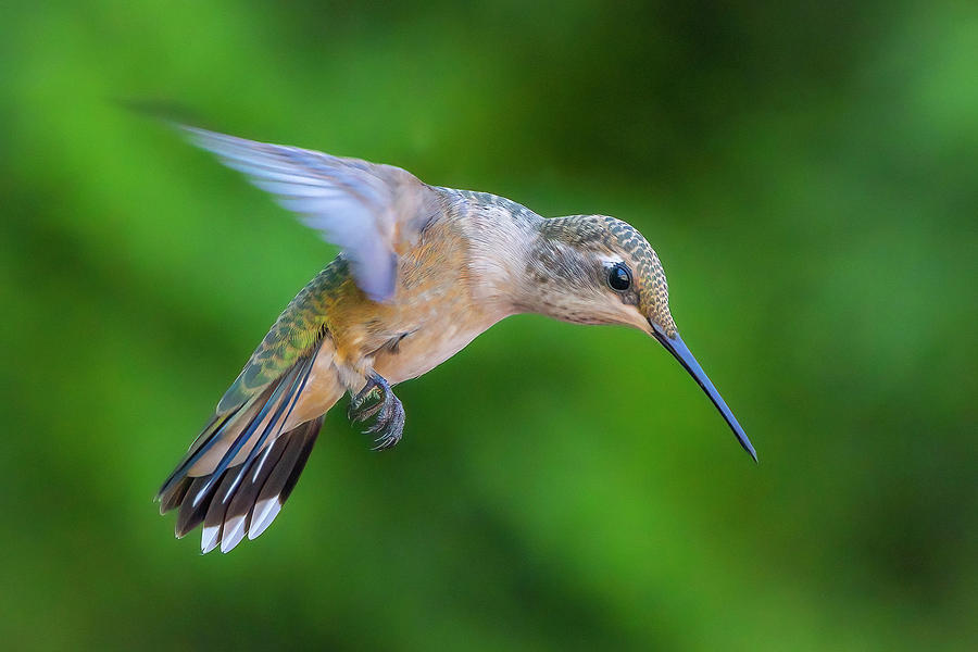 Rufous Hummingbird Photograph by Mark Mille