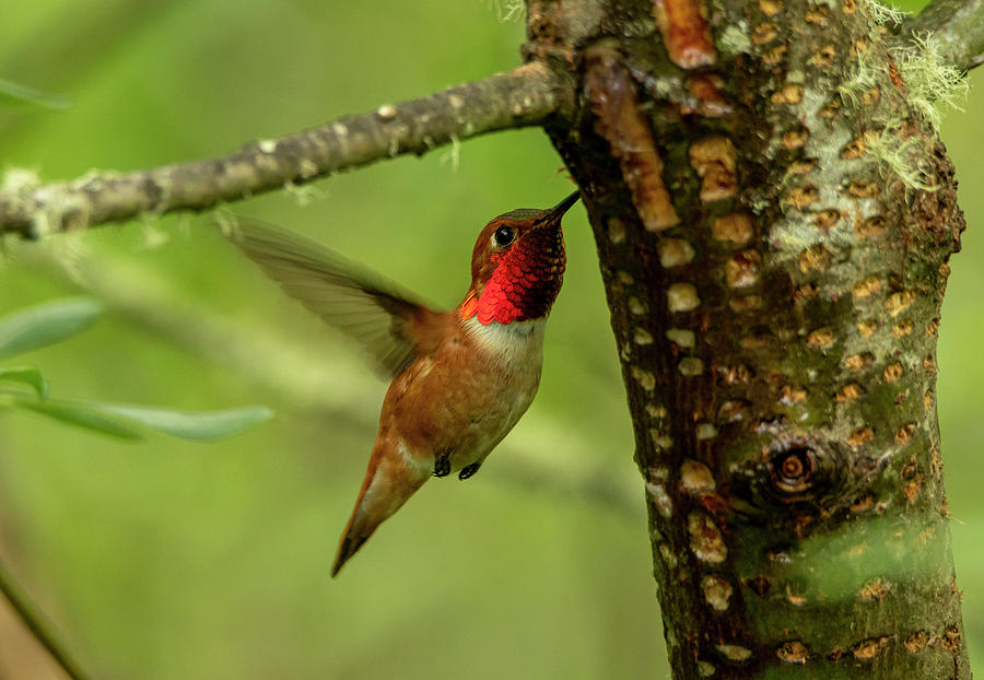 Rufous Hummingbird Photograph by Sandra Js
