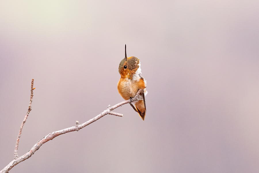 Rufous Hummingbird Scratches An Itch Photograph