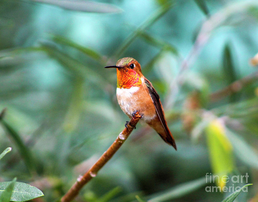 Rufous Hummingbird Photograph by Shirley Dutchkowski