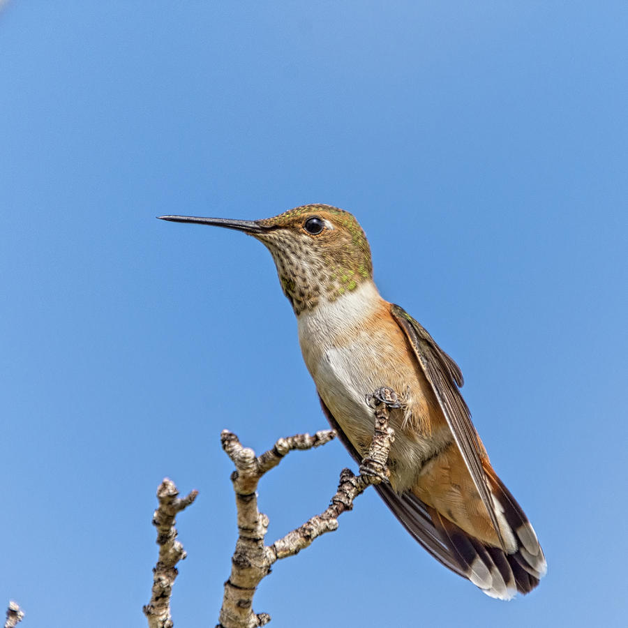 Rufous Hummingbird - Square Format Photograph