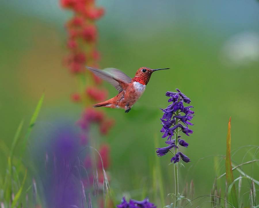 Nature Photograph - Rufous Hummingbird by Tim Fitzharris