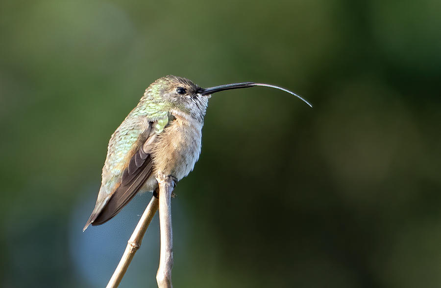 Rufous hummingbird tongue Photograph by Jack Nevitt