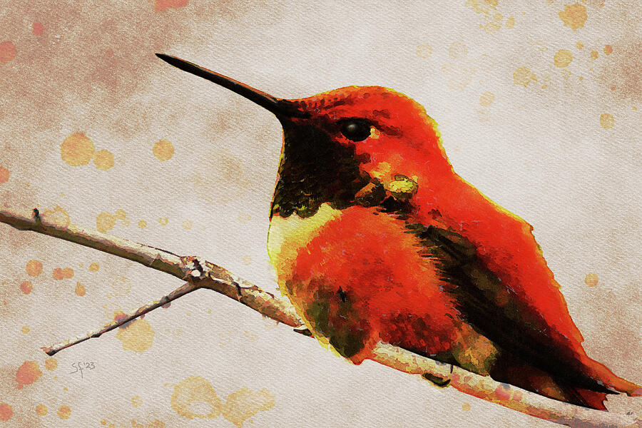Rufous Hummingbird Watercolor Bird Painting  Mixed Media by Shelli Fitzpatrick