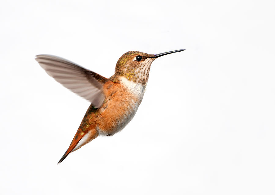 Rufous Hummingbird - White Background Photograph by BirdImages