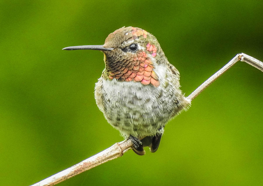Rufous Hummingbird Photograph by Will LaVigne