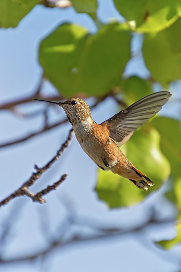 Rufous Hummingbird Wings Back Photograph