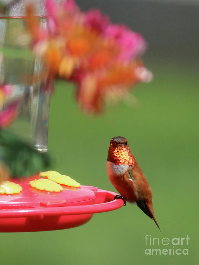 Rufous Hummingbird with Flashy Feathers Photograph by Carol Groenen