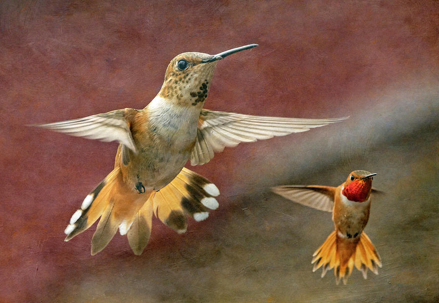 Rufous Hummingbirds Photograph by Angie Vogel