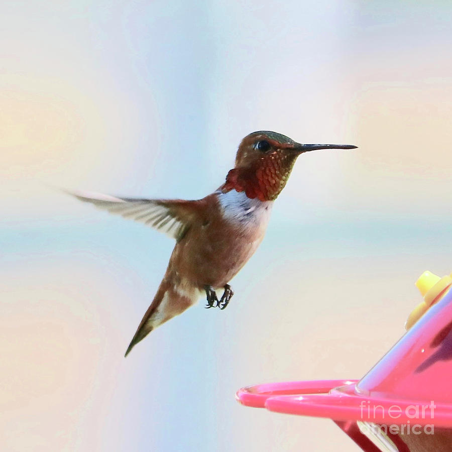 Rufous in Flight with Feeder Square Photograph by Carol Groenen