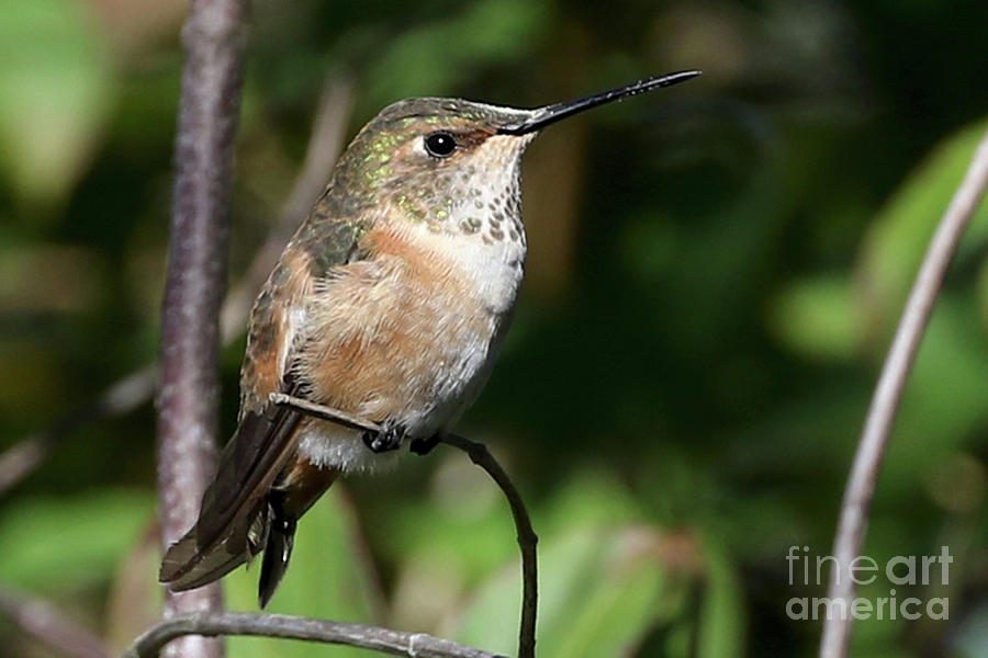 Rufous in Florida Photograph by Meg Rousher