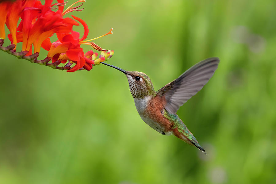 Rufous in the Crocosmia Photograph by Wes and Dotty Weber