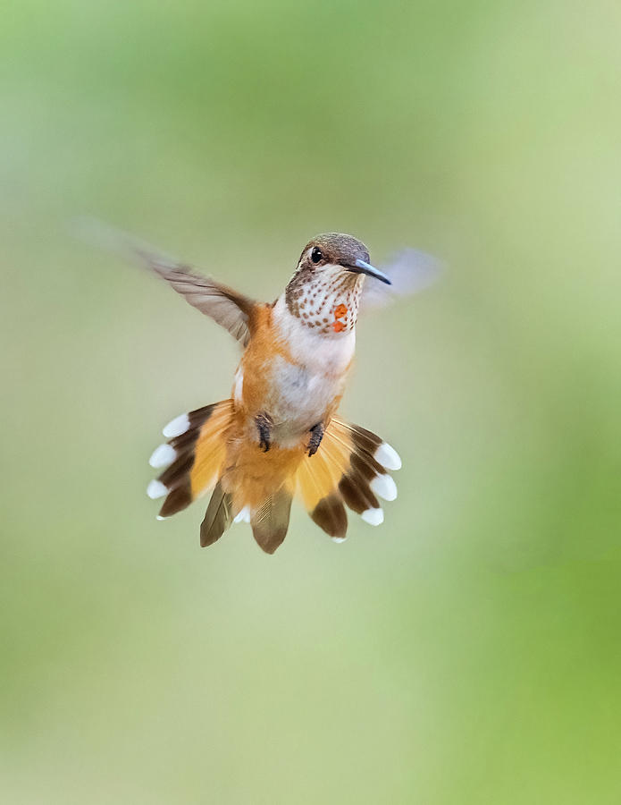 Rufous Photograph by James Capo