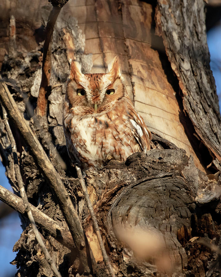 Rufous Screech Owl at Sunset #2 Photograph by Mindy Musick King