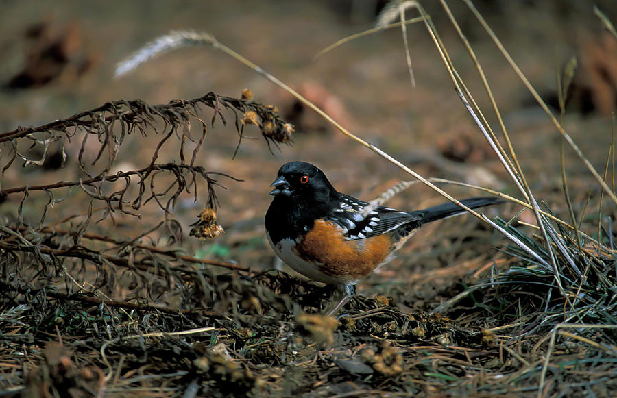 Abstract Photograph - Rufous-sided Towhee Evening Walk by Santa Fe