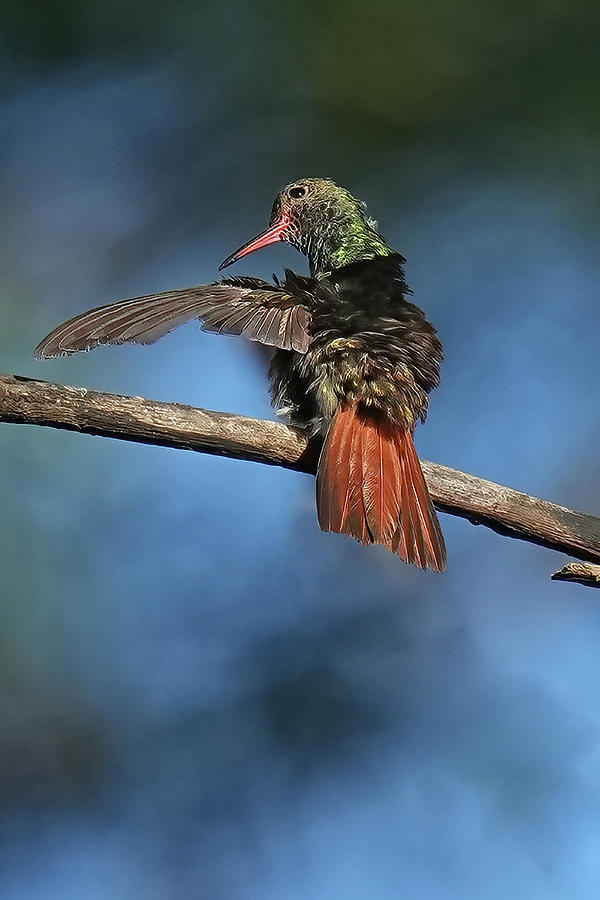 Hummingbird Photograph - Rufous-tailed Hummingbird by Alan Lenk