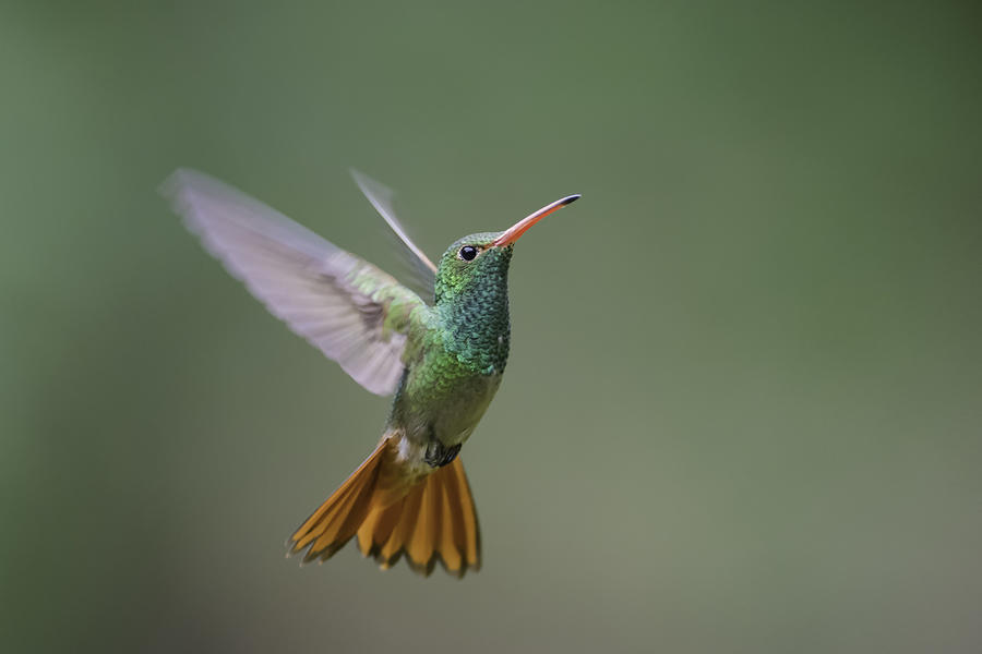 Rufous-tailed Hummingbird Photograph by Daniel Parent