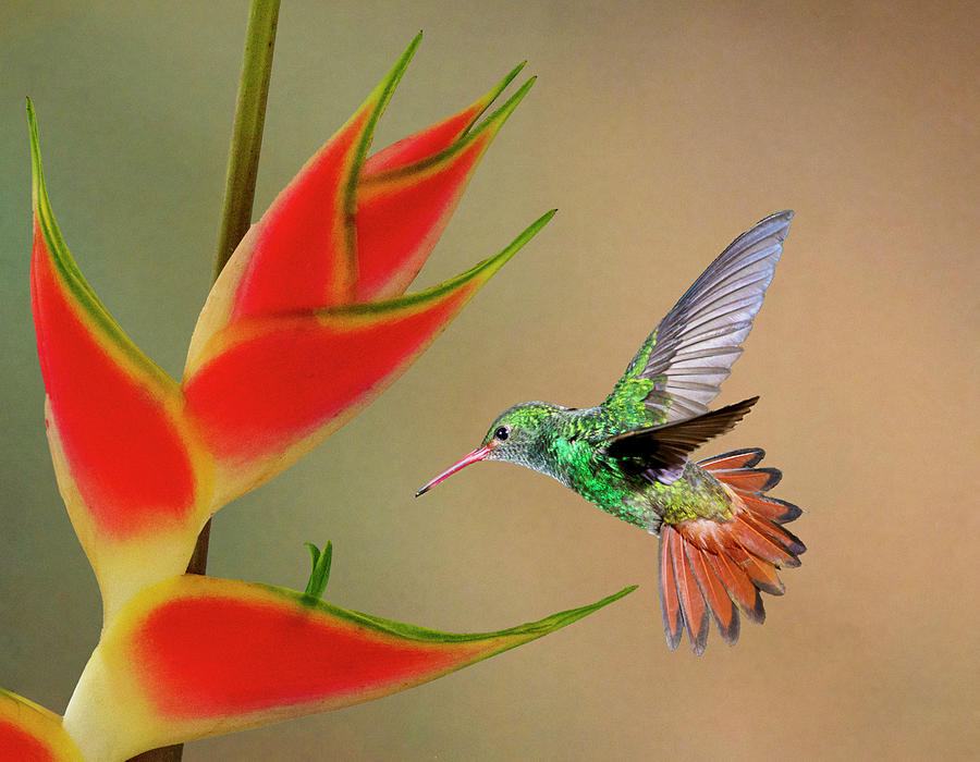 Rufous-Tailed Hummingbird Photograph by Denise Saldana