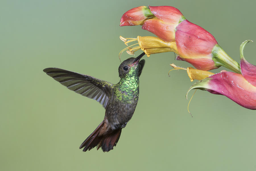 Rufous-Tailed Hummingbird feeding on flower Photograph by Hal Beral