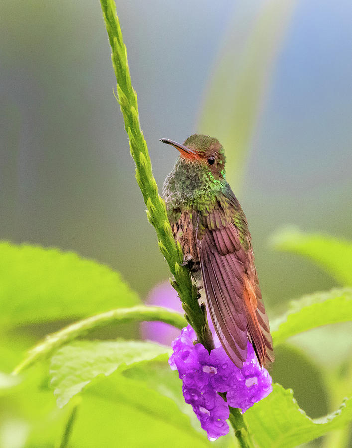 Rufous tailed hummingbird II Photograph by Jim Miller - Fine Art America