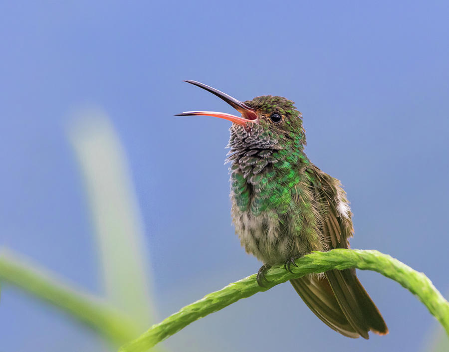 Rufous-tailed hummingbird Photograph by Jim Miller