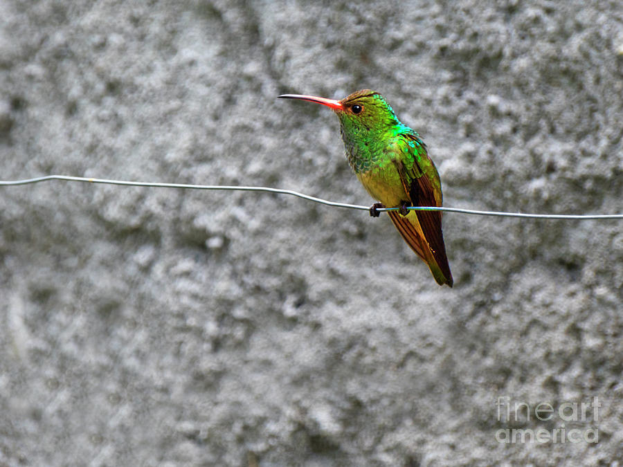 Rufous-Tailed Hummingbird On A Wire Photograph by Al Bourassa