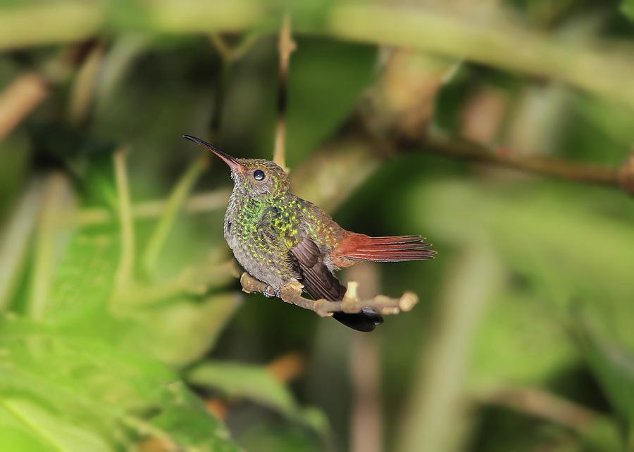 Rufous-tailed Hummingbird Panama Photograph