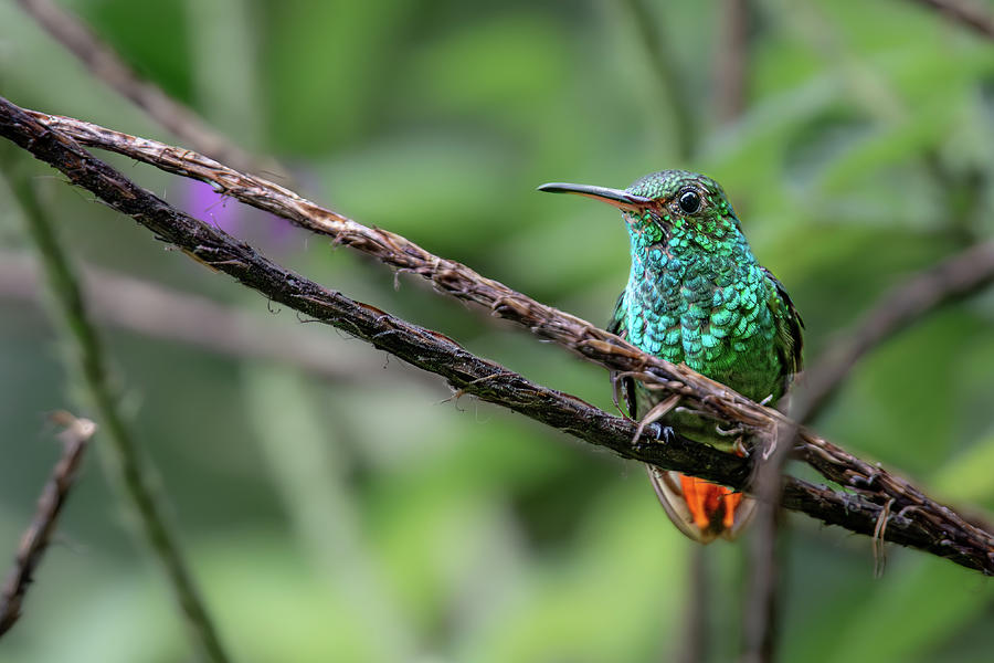 Rufous-tailed Hummingbird Photograph by Ron Pate