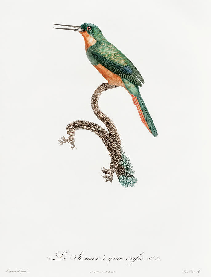 Rufous Tailed Jacamar - Vintage Bird Illustration - Birds Of Paradise - Jacques Barraband  Digital Art by Studio Grafiikka