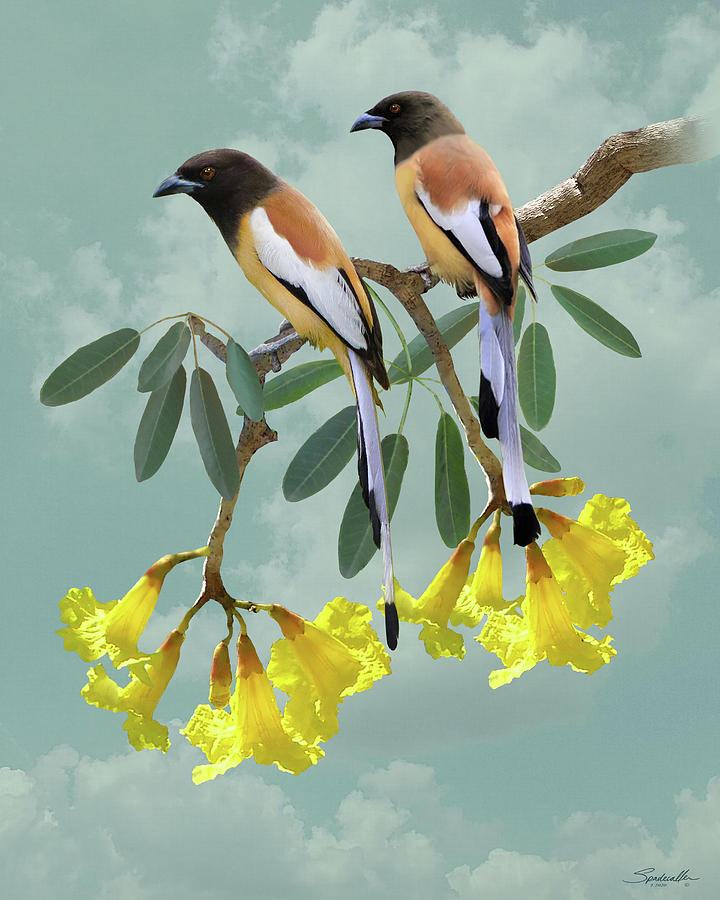 Rufous Treepie Pair Digital Art by M Spadecaller