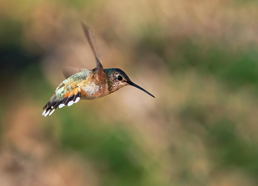 Rufous Twist Photograph by Art Cole