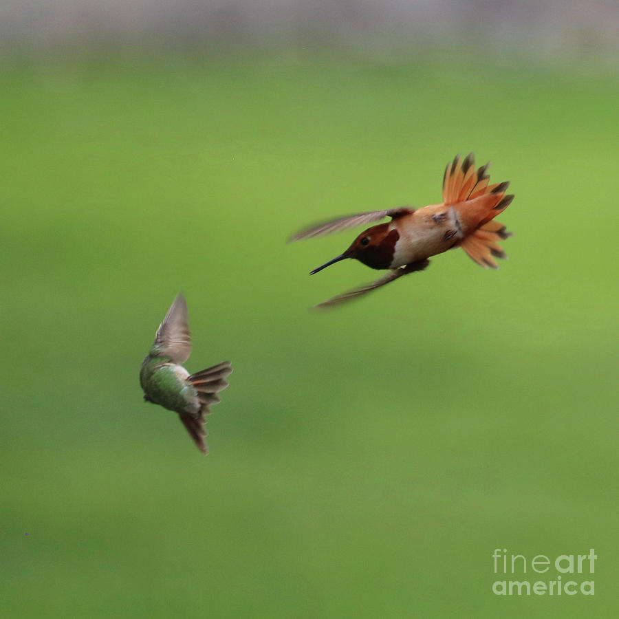 Rufous vs Calliope Hummingbird Attack Square Photograph by Carol Groenen