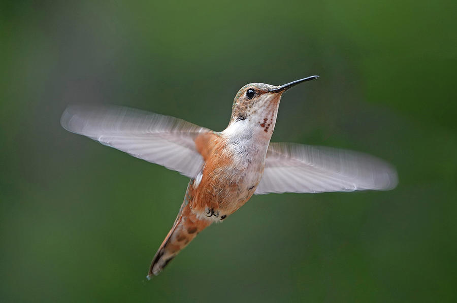 Rufus Hummingbird Photograph by Buddy Mays