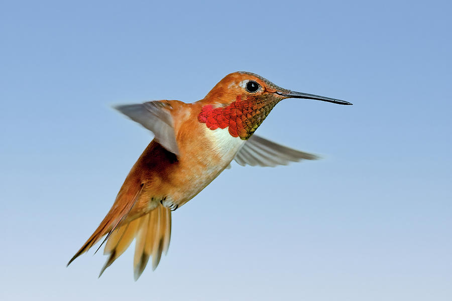 Rufus Hummingbird Photograph by Jack Bell