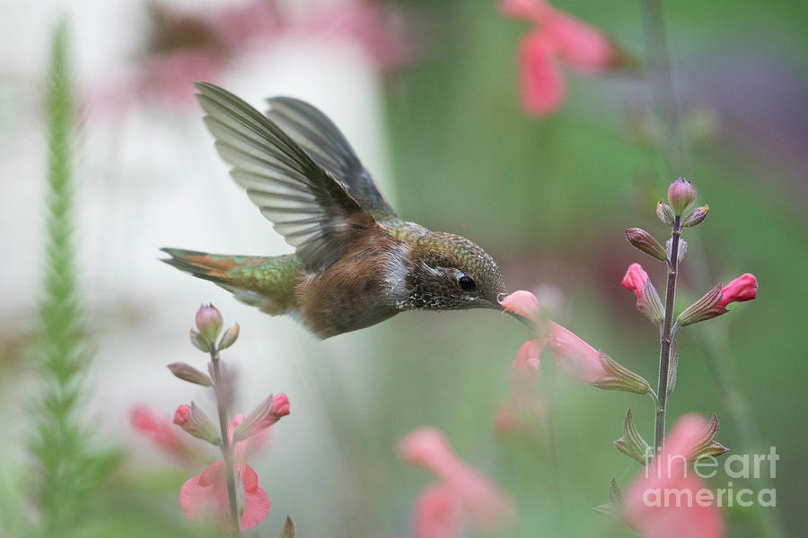 Rufus Hummingbird by Katie Joya Rufus Hummingbird by Katie Joya
