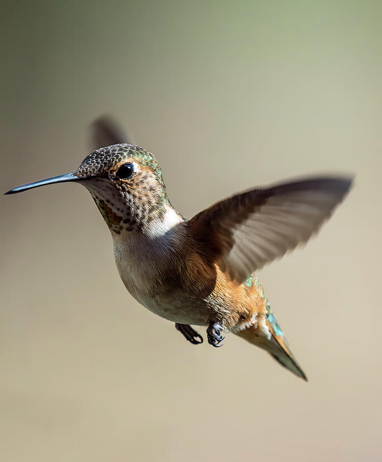 Rufus hummingbird Photograph by Lou Novick