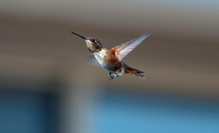 Rufus Hummingbird Photograph by Rick Mosher