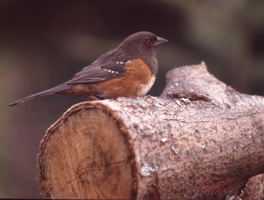Rufus Sided Towhee Photograph by Lawrence Christopher