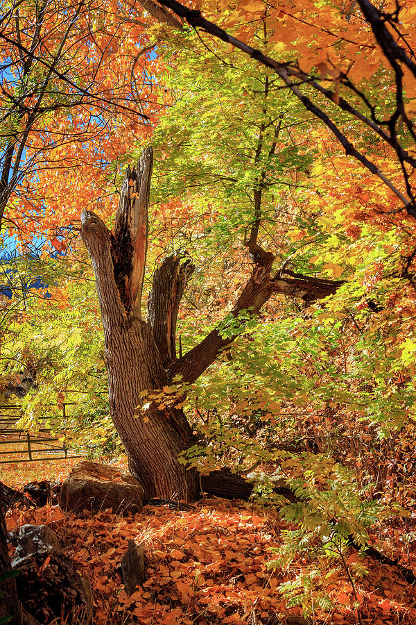 Rugged Oak Tree In Autumn Photograph by James Eddy