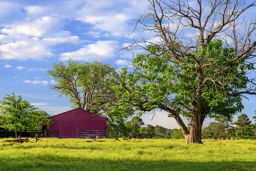 Rugged Tree and Red Barn In Spring Photograph by James Eddy
