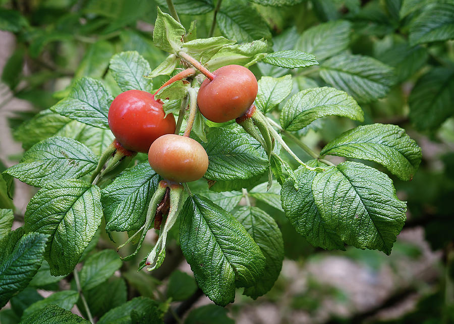Rugosa Rose hips  Photograph by Shirley Mitchell