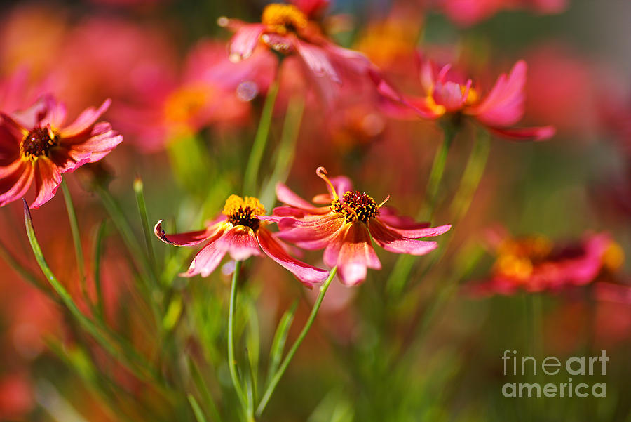 Rum Punch Plant Coreopsis Warmth Photograph by Joy Watson
