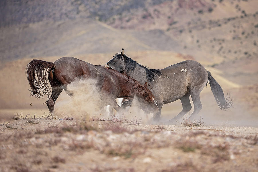 Rumble in the Desert Photograph by Fon Denton