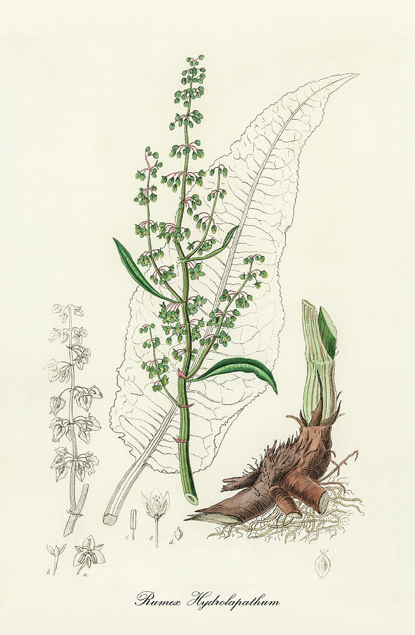 Rumex Hydrolapathum - Great Water Dock - Medical Botany - Vintage Botanical Illustration Digital Art by Studio Grafiikka