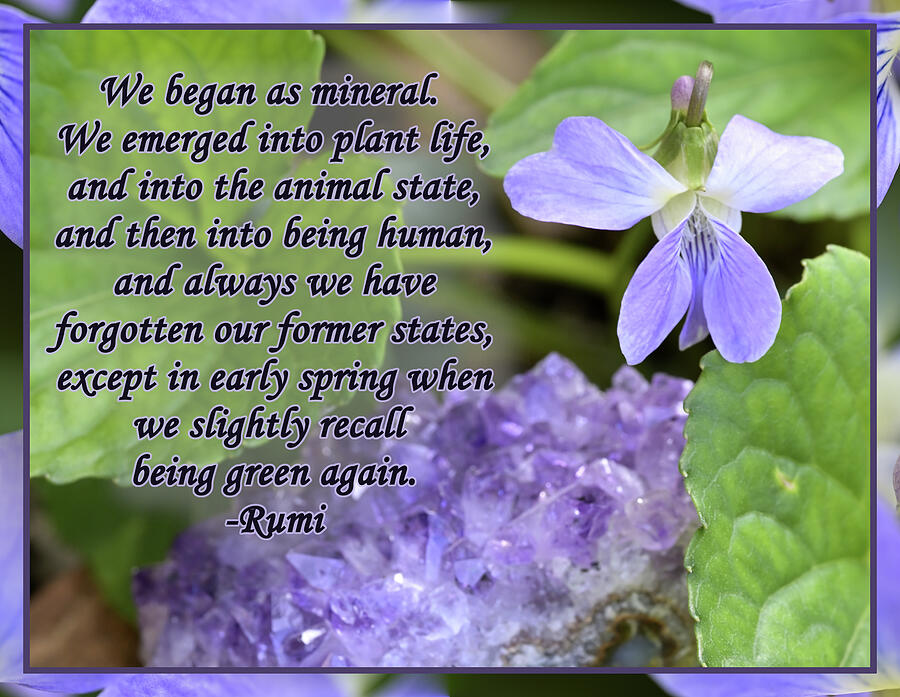 Rumi Quote with Amethyst and Violet Photograph by Katherine Nutt