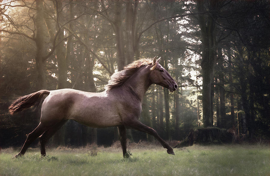 Run after your dreams - Horse Art Photograph by Lisa Saint