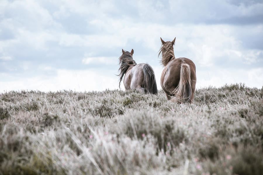 Run away with me - Horse Art Photograph by Lisa Saint