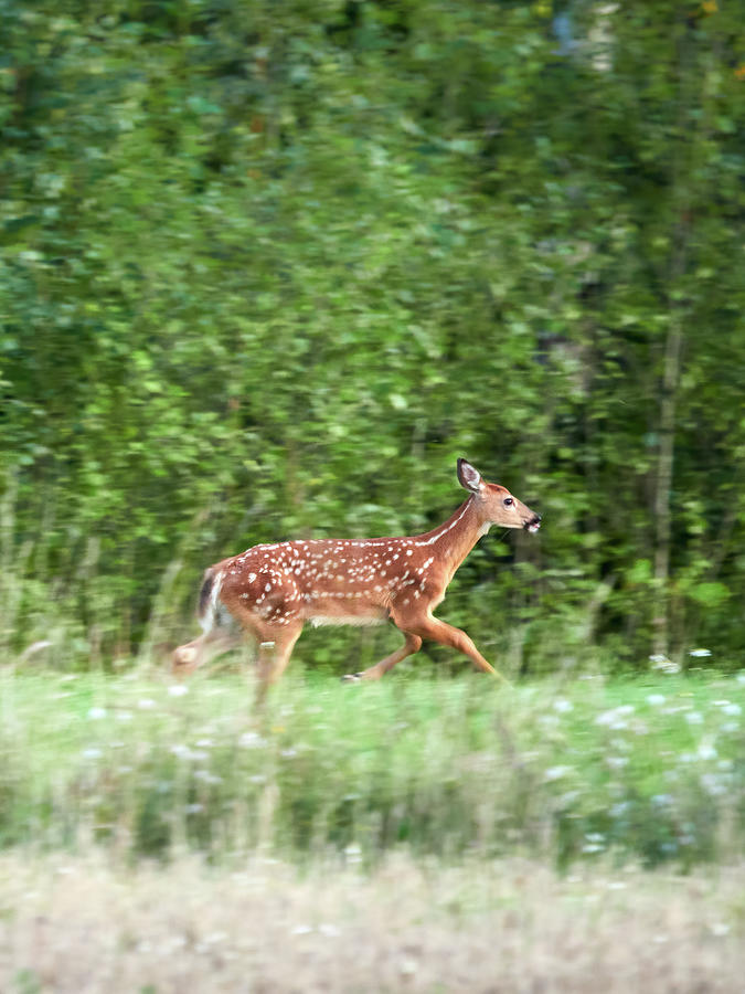 Runaway child. White-tailed deer Photograph by Jouko Lehto