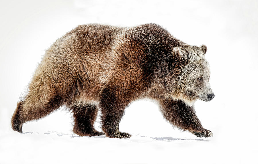 Runaway Grizzly In Snow Photograph by Athena Mckinzie