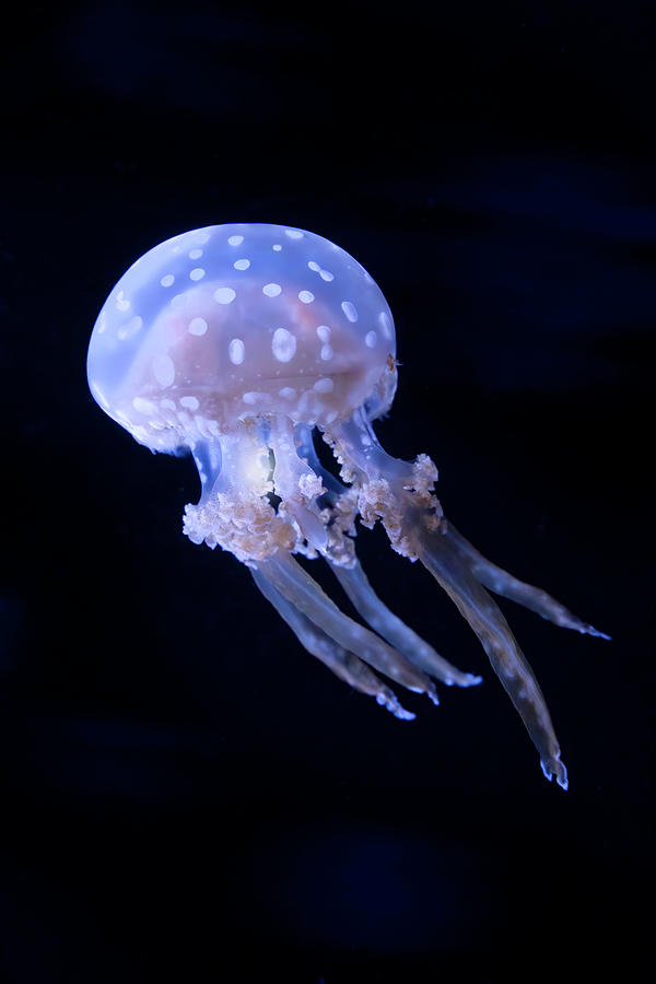 Runaway Jellyfish Photograph by Mark Andrew Thomas